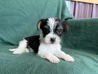 Sammy, a male Yorkshire Terrier for sale in Irvington, KY – 6 of 7
