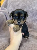Dandelion, a female Yorkshire Terrier for sale in Irvington, KY – 3 of 9