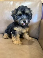 SALE!!! Pixie, a female Yorkipoo for sale in Irvington, KY – 7 of 8