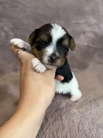 Star, a female Yorkshire Terrier for sale in Irvington, KY – 3 of 5
