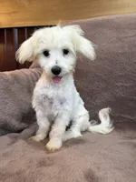 Hannah, a female Maltese for sale in Irvington, KY – 9 of 10