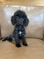 Bob, a male Poodle - Toy  for sale in Irvington, KY – 7 of 10