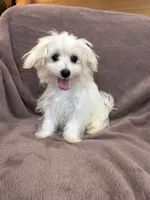 Henny, a female Maltese for sale in Irvington, KY – 3 of 10