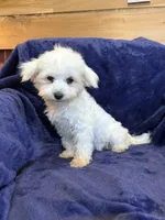 SALE!! Harris, a male Maltese for sale in Irvington, KY – 5 of 10