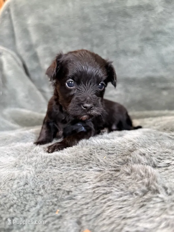 Maverick – Yorkipoo puppy for sale in Irvington, KY
