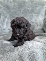 Black boy, a male Poodle - Toy  for sale in Irvington, KY – 6 of 10