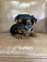Boo, a male Yorkshire Terrier for sale in Irvington, KY – 3 of 10