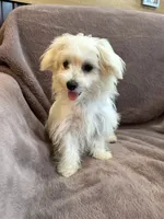 Henny, a female Maltese for sale in Irvington, KY – 10 of 10