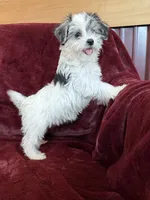 Cleo, a female Morkie for sale in Irvington, KY – 9 of 9