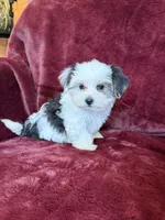 Cookie, a female Morkie for sale in Irvington, KY – 9 of 10