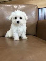 Henny, a female Maltese for sale in Irvington, KY – 8 of 10
