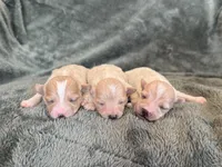 Teddy, a male Maltipoo for sale in Irvington, KY – Photo 9 of 10