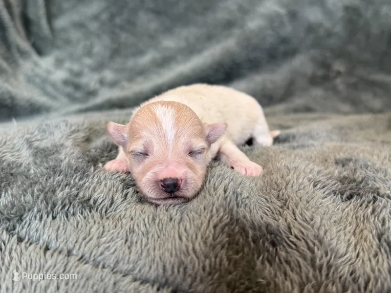 Teddy – Maltipoo puppy for sale in Irvington, KY