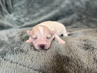 Teddy, a male Maltipoo for sale in Irvington, KY – Photo 1 of 10