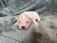 Teddy, a male Maltipoo for sale in Irvington, KY – Photo 8 of 10