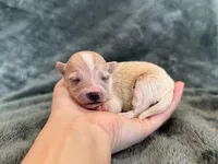 Teddy, a male Maltipoo for sale in Irvington, KY – Photo 4 of 10