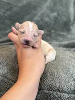Teddy, a male Maltipoo for sale in Irvington, KY – Photo 7 of 10