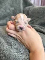 Teddy, a male Maltipoo for sale in Irvington, KY – Photo 5 of 10