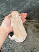 Teddy, a male Maltipoo for sale in Irvington, KY – Photo 10 of 10