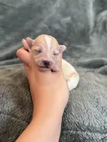 Teddy, a male Maltipoo for sale in Irvington, KY – Photo 2 of 10