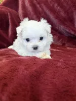 Helen, a female Maltese for sale in Irvington, KY – 6 of 10
