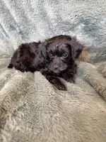 Maverick, a male Yorkipoo for sale in Irvington, KY – 4 of 7