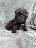 Black boy, a male Poodle - Toy  for sale in Irvington, KY – 3 of 10