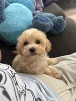 Dewdrop, a male Maltipoo for sale in Irvington, KY – 5 of 10