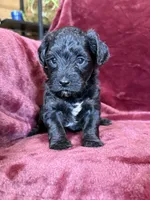 Paisley, a female Yorkipoo for sale in Irvington, KY – 3 of 8