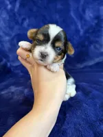 Sunny, a male Yorkshire Terrier for sale in Irvington, KY – 1 of 5