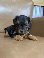 Petey, a male Yorkipoo for sale in Irvington, KY – 2 of 6