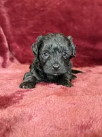 Pearl, a female Yorkipoo for sale in Irvington, KY – 10 of 10