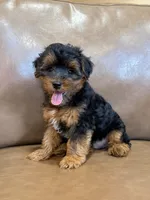 Petey, a male Yorkipoo for sale in Irvington, KY – 6 of 10