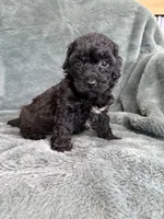 Black boy, a male Poodle - Toy  for sale in Irvington, KY – 7 of 10