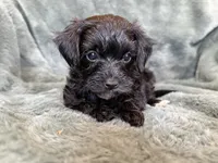 Maverick, a male Yorkipoo for sale in Irvington, KY – 6 of 7