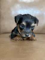 Beau, a male Yorkshire Terrier for sale in Irvington, KY – 9 of 10