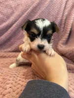 Yvette, a female Yorkshire Terrier for sale in Irvington, KY – Photo 3 of 9