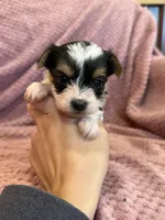 Yvette, a female Yorkshire Terrier for sale in Irvington, KY – Photo 2 of 9
