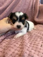 Yvette, a female Yorkshire Terrier for sale in Irvington, KY – Photo 8 of 9