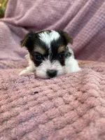 Yvette, a female Yorkshire Terrier for sale in Irvington, KY – Photo 6 of 9