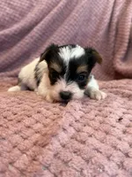 Yvette, a female Yorkshire Terrier for sale in Irvington, KY – Photo 7 of 9