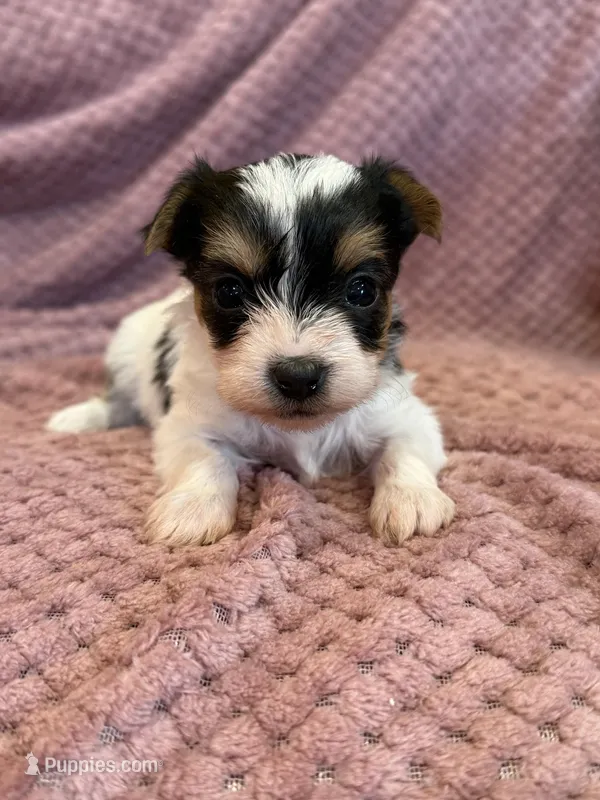 Yvette, a female Yorkshire Terrier for sale in Irvington, KY – Photo 1 of 9