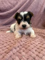Yvette, a female Yorkshire Terrier for sale in Irvington, KY – Photo 5 of 9