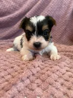 Yvette, a female Yorkshire Terrier for sale in Irvington, KY – Photo 4 of 9