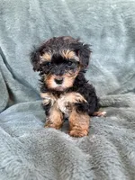 Mateo, a male Yorkipoo for sale in Irvington, KY – 6 of 7