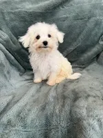 Harris, a male Maltese for sale in Irvington, KY – 7 of 7