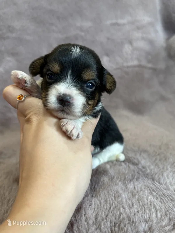 Stella – Yorkshire Terrier puppy for sale in Irvington, KY