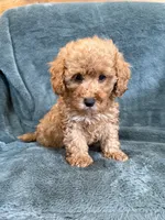 Bark, a male Poodle - Toy  for sale in Irvington, KY – 7 of 7