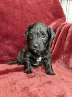 Paisley, a female Yorkipoo for sale in Irvington, KY – 2 of 8