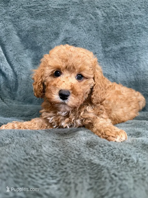 Bark – Poodle - Toy  puppy for sale in Irvington, KY